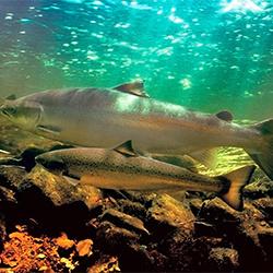 250x250-coho- salmon.jpg