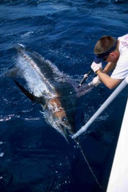 Cooperative Tagging Program provides access to free fish tags