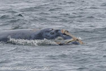 Entangled North Atlantic right whale at the surface, seen off of New Jersey on October 11