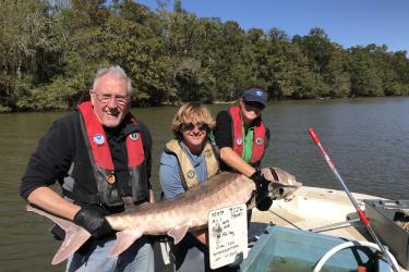 David Hood of the South Carolina Department of Natural Resources, and Fritz Rohde and Twyla Cheatwood of NOAA Fisheries, record measurements of the recaptured Atlantic sturgeon in the Pee Dee River. The fish measured 6 feet long, and weighed 90 pounds. 