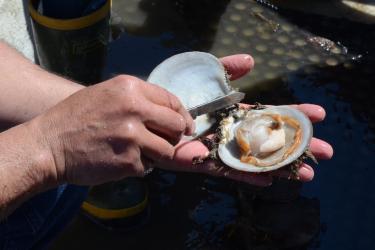 A whole shucked scallop is held in a person's hands.