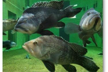 black sea bass swim in very large research aquarium