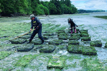 Two employees use rakes to clean algae off of oyster bags.