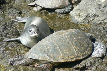 Picture of Green sea turtles and a Hawaiian monk seal at Mokumanamana.