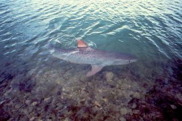 A tiger shark swims near the ocean surface. Photo: NOAA Fisheries
