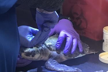 Cold stunned turtle blood draw