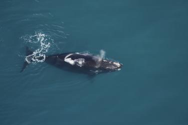 North Atlantic right whale