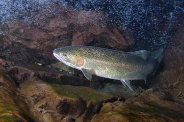 steelhead salmon swimming in stream