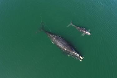 NARW #3720 and calf