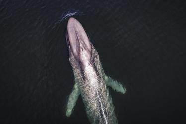 Blue whale