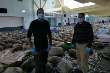 Two men stand with masks and gloves in front of dozens of green sea turtles inside of a convention center.
