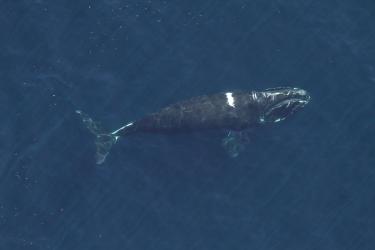 north atlantic right whale