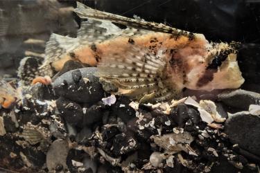 Photo of a sailfin sculpin in the Kodiak lab aquarium.