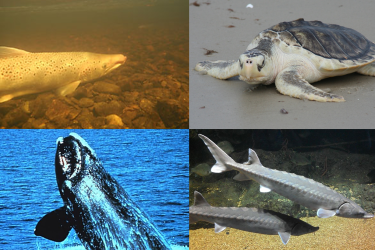 Endangered Species Act Listed Species