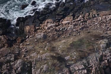 Young seals and their mothers napping among the rocks on a remote island off the U.S. State of Maine.