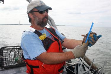 A man wearing an orange lifejacket measures an oyster toadfish
