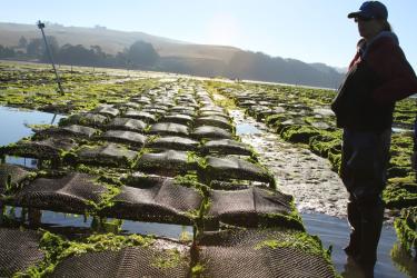 A NOAA Regional Aquaculture Coordinator (RAC) visits an oyster farm in Washington state.