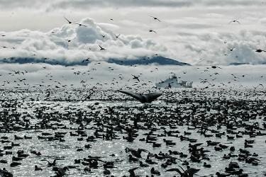 Photo of a humpback whale's tale fin, at waters surface, surrounded by seabirds and featuring a NOAA research vessel in the background.