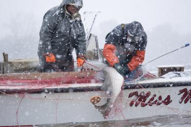 Two fishermen work to pull a striped bass on board their boat as snow falls.