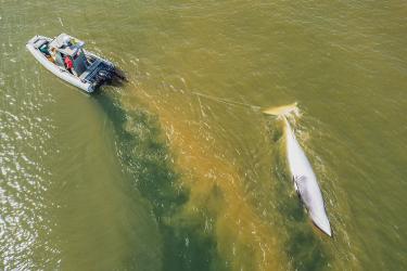 A National Park Service whale research vessel tows the dead minke whale through muddy waters after recent rain storms. © 2021 Sean Neilson