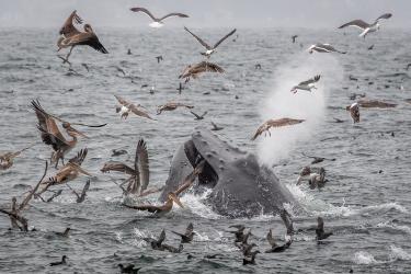 Humpback whale surrounded by seabirds at Monterey Bay National Marine Sanctuary