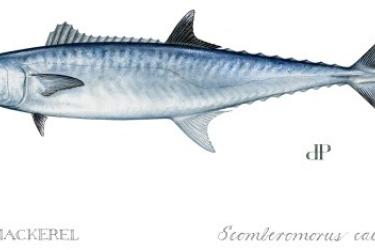 King Mackerel