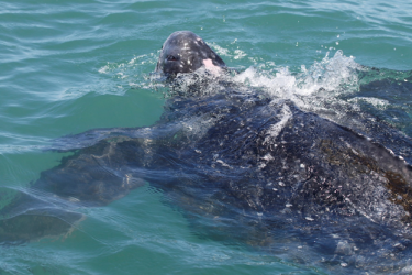 Southeast Sea Turtle Week 2021