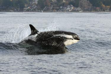 Killer whale splashing through water