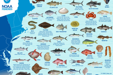 Fisheries of the Northeast map and species images.