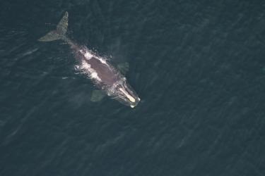 Aerial image of a right whale as it swims along. The top of its back and head are visble above the surface.