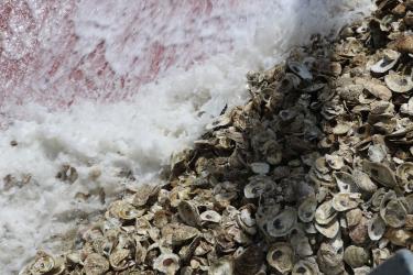 Water washes oyster shells across the deck of a barge.