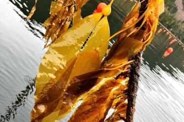 Close up of kelp from Seagrove Kelp Co