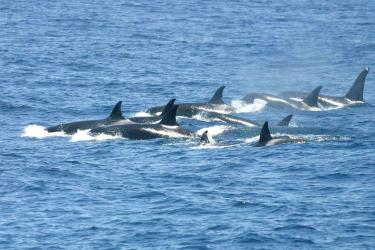 Killer whale pod at sea
