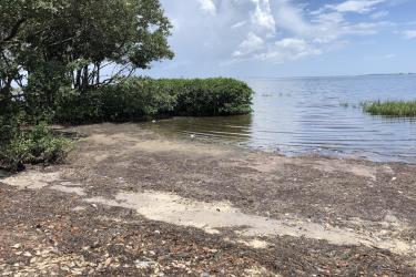 Fish killed by red tide along Florida Gulf coast.