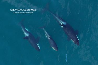overhead photograph of 3 Southern Resident killer whales chasing a salmon