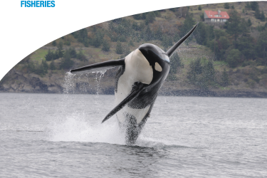 Publication cover - jumping killer whale and 3 images of kids in classrooms