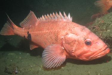 A large orange fish on ocean bottom