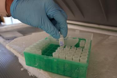 A Milford Lab researcher's latex-gloved hand pulls one OY15 vial from a plastic container full. The container sits on a layer of ice in a freezer.