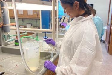 Wearing gloves and a labcoat, Rose Leeger conducts water changes in the Milford Laboratory using a tube and a pitcher of water.