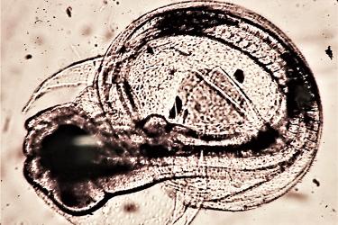 The egg and larva are seen in relief against the light colored background.