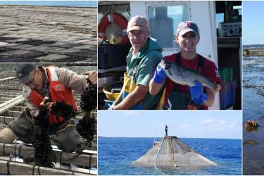 A collage showing photos of seaweed, finfish, and shellfish aquaculture.