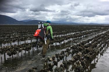 Oysters