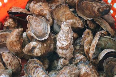 Oysters in orange basket.