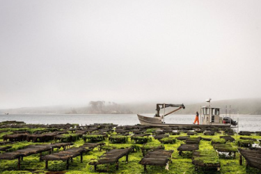 On a foggy day at low tide, oyster bags are above the water's surface as a Hog Island boat passes by.
