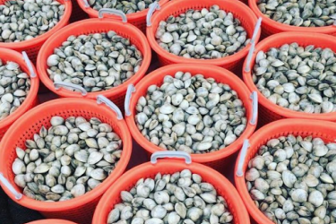 Numerous baskets full of harvested clams from Two Docks Shellfish.