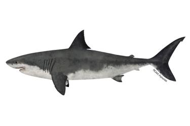 Left-facing side profile illustration of great white shark with white underside. Top half of body and most of tail is dark gray.