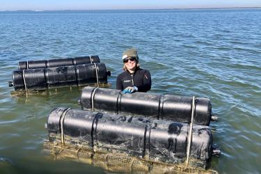 Adriane Michaelis harvesting oysters.