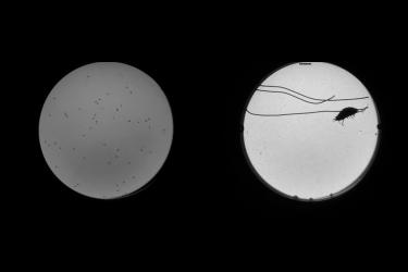 Shadowgraph image of baby brine shrimp and pill bug