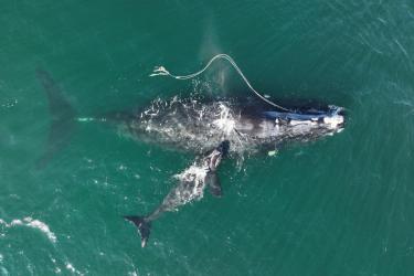 Snow Cone, an North Atlantic right whale, entangled in fishing rope with her newborn calf