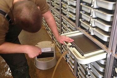 Person cleaning mud and sediment from the steelhead eggs.